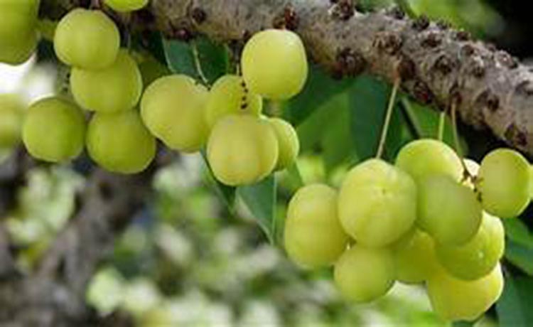 Star Gooseberry - Phyllanthus Acidus - GreenLife by Shamus O'Leary