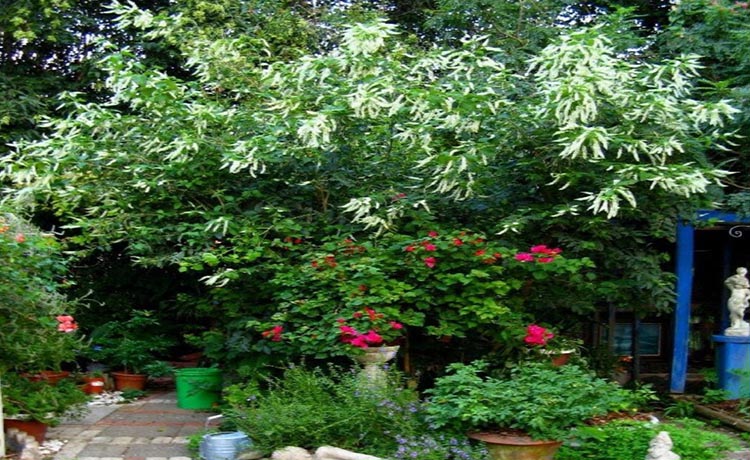 Image of Sweet almond bush in a garden