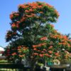 African Tulip tree - Image 2