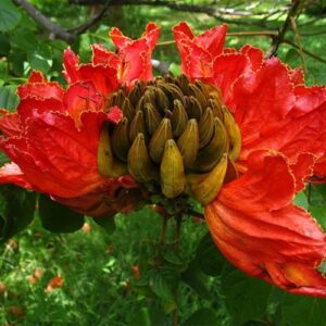 African Tulip tree