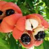 Akee