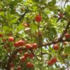 Akee - Image 2
