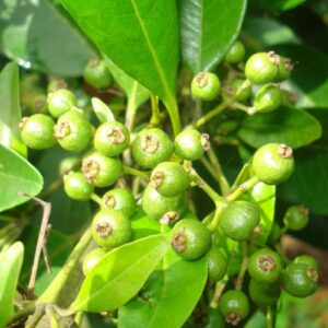 Allspice (hạt tiêu Gia-mai-ca)