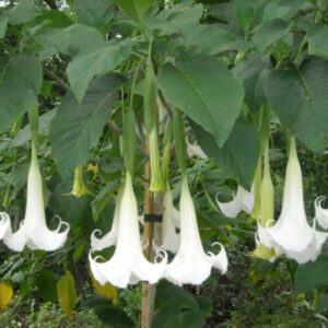 Angel's Trumpet (Hoa Loa Kèn)