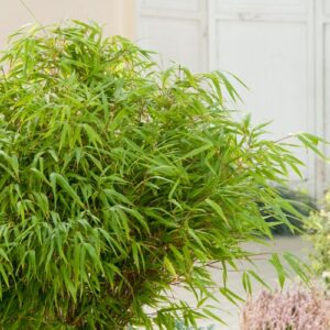Bamboo: Chinese Dwarf - Bambusa Guangxiensis