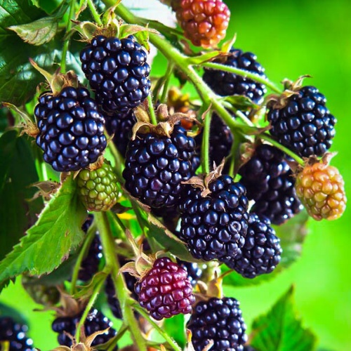 Blackberry vine - GreenLife by Shamus O'Leary