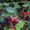 Blackberry vine - Image 2