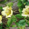 Cup of Gold Vine - Image 2