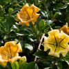 Cup of Gold Vine