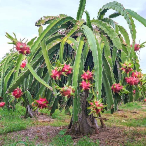 White Dragon Fruit Plant - Fruiting Cactus Vine