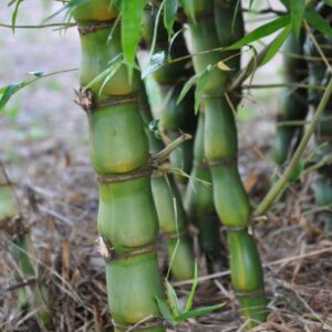Bamboo: Dwarf Buddha's Belly