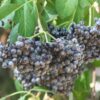 Elderberry Mexican