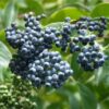 Elderberry Mexican - Image 2
