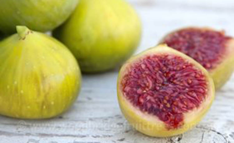 Figs+3