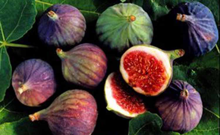 Figs+8