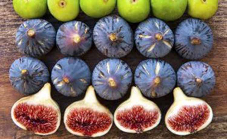 Figs+9