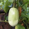 Granadilla Giant - Image 2
