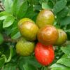 Hog Plum - Spondias Mombin - Image 2