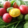 Hog Plum - Spondias Mombin