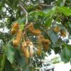 Ice Cream Bean - Image 2
