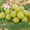 Indian Gooseberry Amla