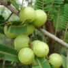 Indian Gooseberry Amla - Image 2