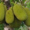 Jackfruit (Mít)