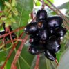Jamun - Jambul