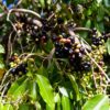 Jamun - Jambul - Image 2