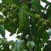 Mamoncillo Quenepa Spanish Lime - Image 2