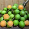 Mamoncillo Quenepa Spanish Lime
