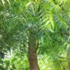 Neem (Cây Sầu Đâu) - Image 2