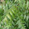 Neem (Cây Sầu Đâu)