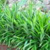Pandan - Image 2
