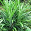 Pandan