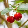 Star Cherry Pitangatuba