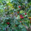 Star Cherry Pitangatuba - Image 2