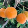 Pitomba - Brazilian Cherry