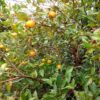 Pitomba - Brazilian Cherry - Image 2