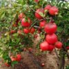 Pomegranate - Image 2