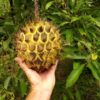 Rollinia