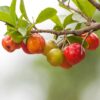 Barbados Cherry