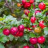 Barbados Cherry - Image 2