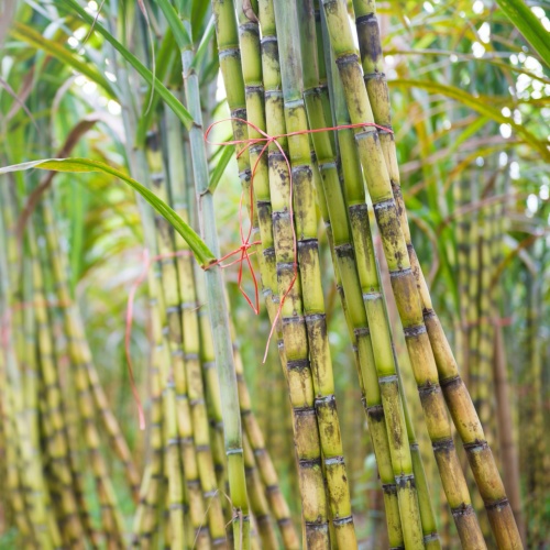 Sugar Cane (Mía)