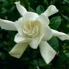 Tahitian Double Gardenia (Hoa dành dành)