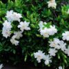 Tahitian Double Gardenia (Hoa dành dành) - Image 2