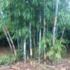 Bamboo - Tropical Blue - Image 2