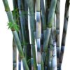 Bamboo - Tropical Blue