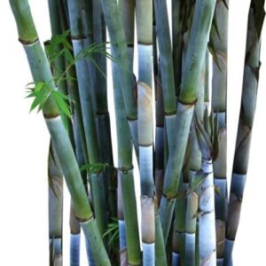 Bamboo - Tropical Blue