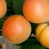 Apricot